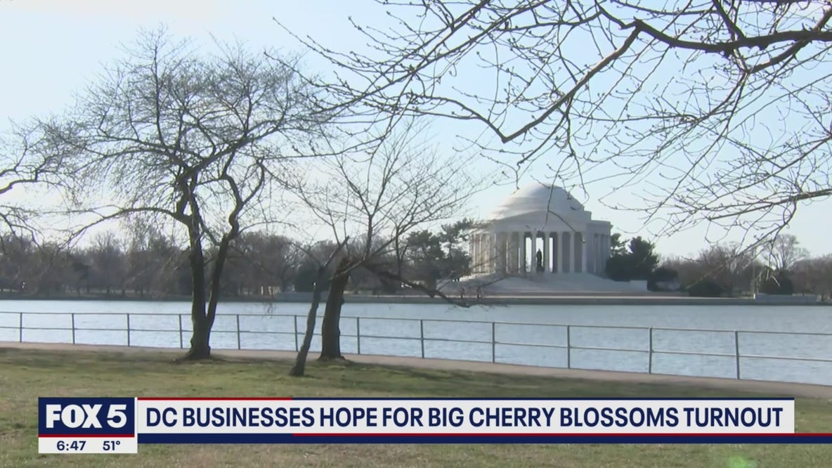 DC businesses hope for big cherry blossoms turnout